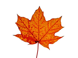Naklejka na ściany i meble autumnal red maple leaf isolated on white background