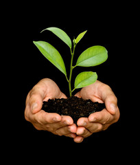 A sprout in palms as a symbol of nature protection