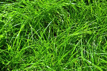 grass