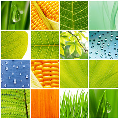 Nature collage