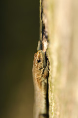 Waldeidechse - Zootoca-vivipara