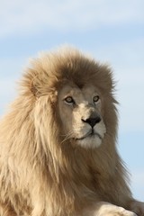 White Lion Portrait