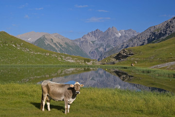 Obraz premium Almsommer