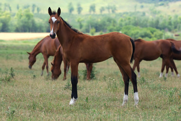 young akhal-teke horse
