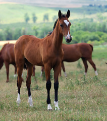 young akhal-teke horse