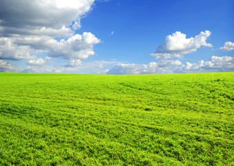 Naklejka premium field