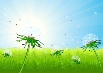 Obraz premium Dandelion field