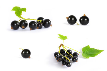 black currant