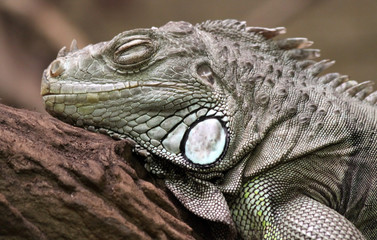 Grüner Leguan - Porträt