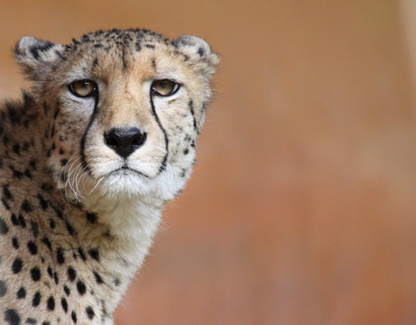 Gepard mit seitlichem Textfreiraum 02