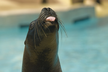Sealion