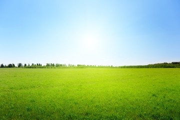 green field of grass