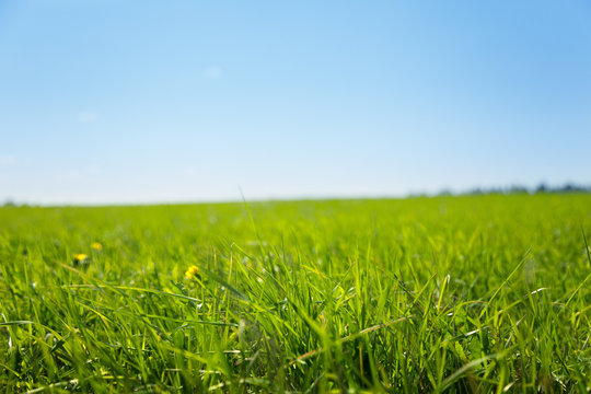 green field of grass