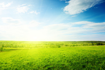 green field of grass