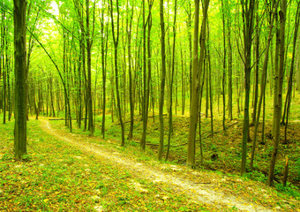 Obraz premium forest