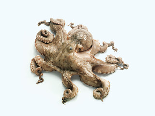 Octopus (Oktopus, Pulpo)