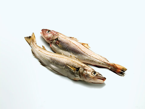 Whiting (Merlan)