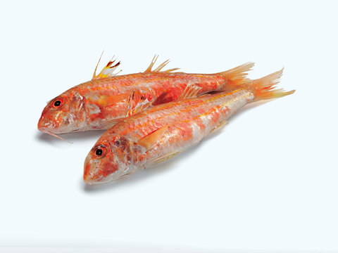 Red Mullet (Rotbarbe)