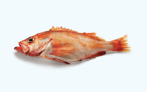 Redfish, Rosefish, Ocean Perch (Rotbarsch)