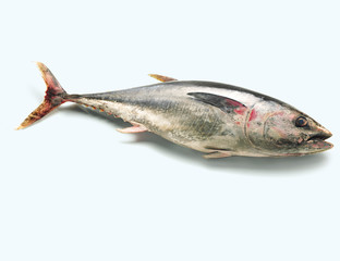 Tuna, Bonito (Thunfisch)