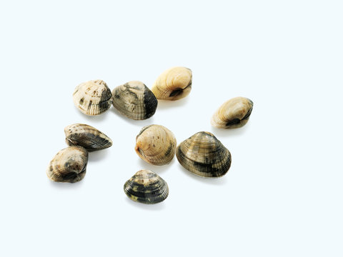 Clam Shell (Venusmuschel)