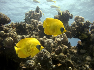 Fototapeta na wymiar Golden Butterflyfish
