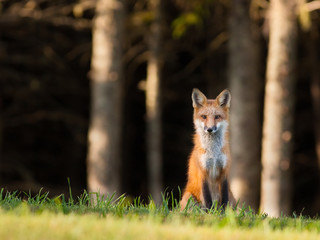 Young red fox (Vulpes vulpes) keeping an eye on the camera