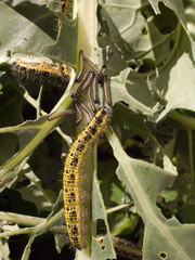 Caterpillars destroying brassica crop.