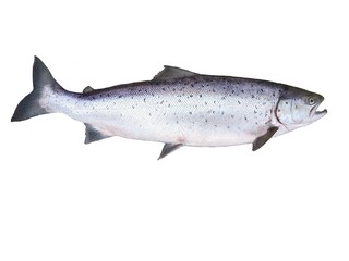 Naklejka premium big salmon