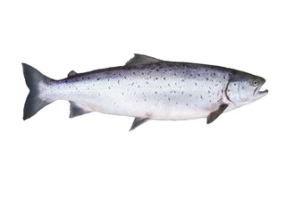 big salmon - 16828482