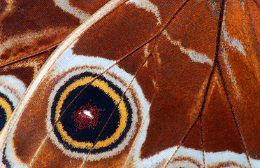 Fototapeta premium Butterfly macro