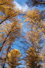 Foto op Plexiglas Crowns of trees and blue sky © GEO