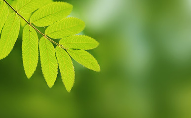 Leaves