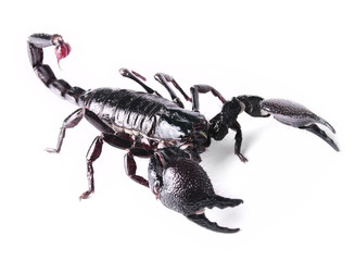 scorpion © StanOd