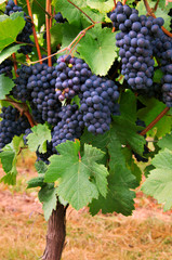 Les grappes de raisins pinot noir