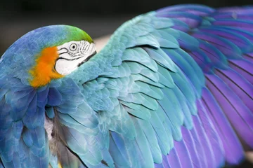 Papier Peint photo Lavable Perroquet Macaw Parrot