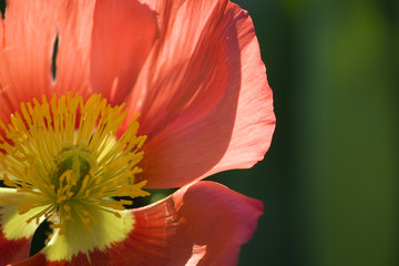 Red Poppy Seed Flower