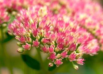 Sedum Flower