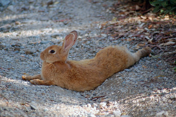 coniglio a riposo