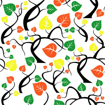 Colr leaves