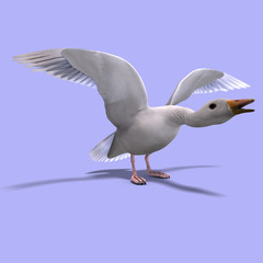 flying snow goose
