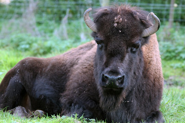 North American Bison Bull