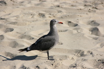 Bird on the beach