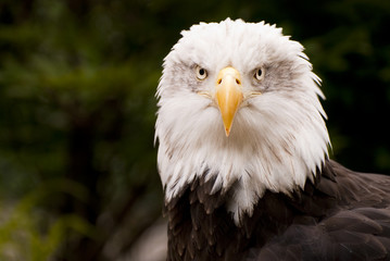 Bald Eagle (Haliaeetus leucocephalus)