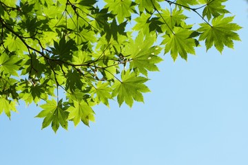 green leaves