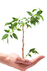 business men, hand a plant