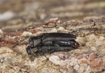 Mating metallic wood borers. Extreme close-up.