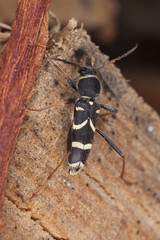Wasp beetle (Clytus arietis) sitting on log. Extreme close-up.