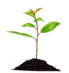 Young green plant on a white background