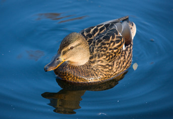 Duck on blue water